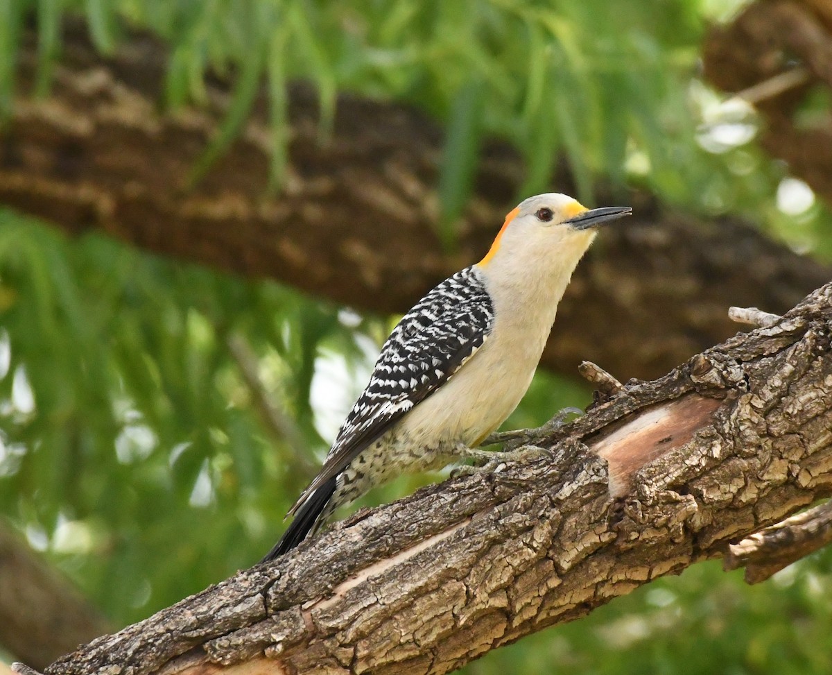Golden-fronted Woodpecker (Northern) - Joe Girgente