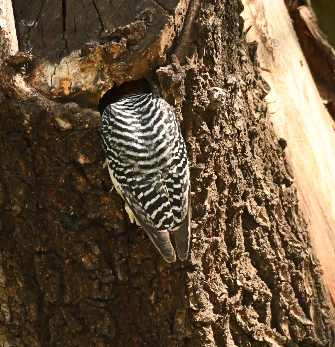Golden-fronted Woodpecker (Northern) - ML617830813