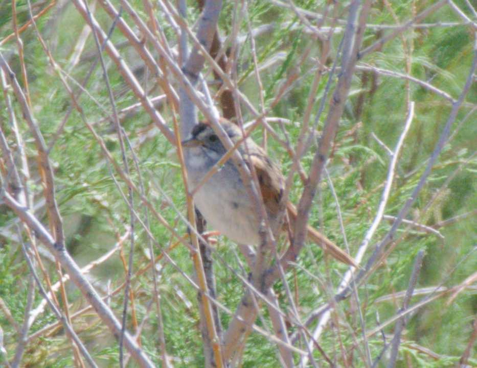 White-crowned Sparrow - ML617830859