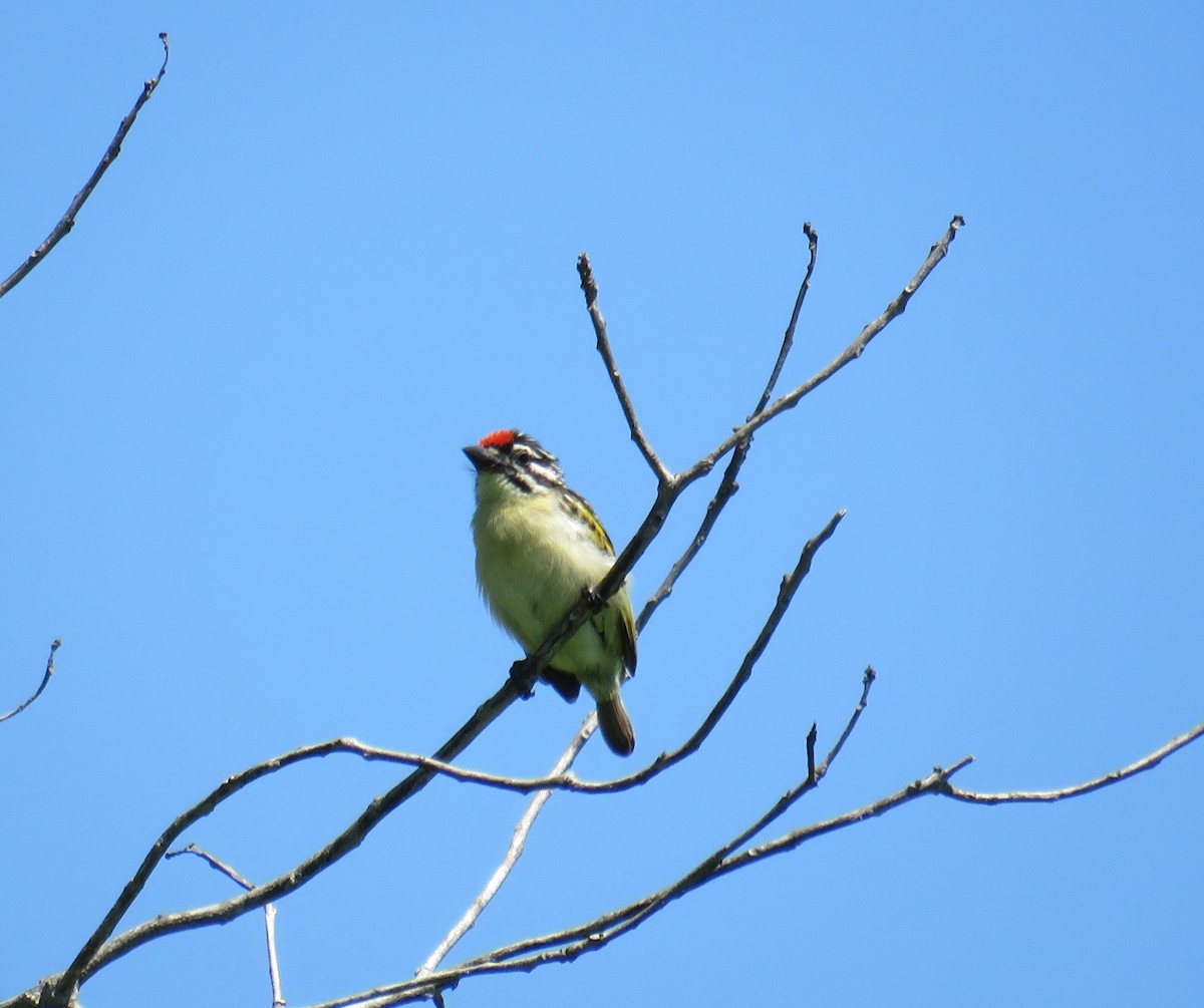 Red-fronted Tinkerbird - ML617830885