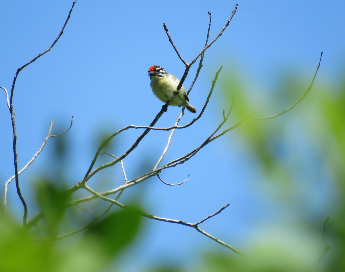 Red-fronted Tinkerbird - ML617830890