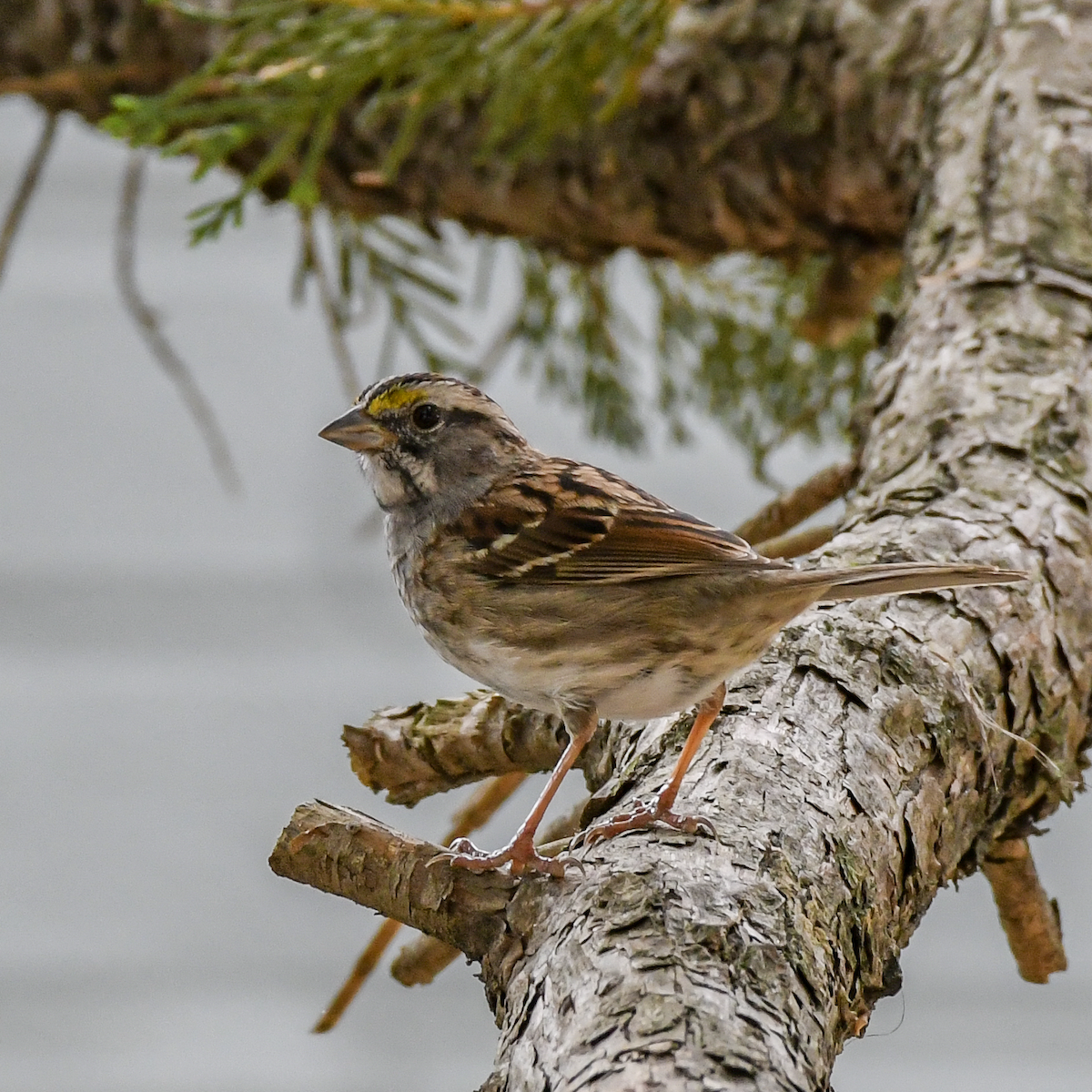 White-throated Sparrow - ML617830950