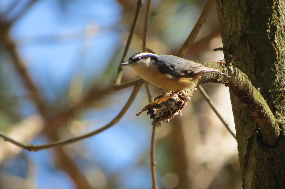 Red-breasted Nuthatch - ML617830965