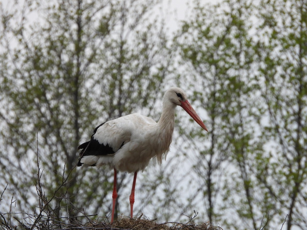 White Stork - Monika Czupryna