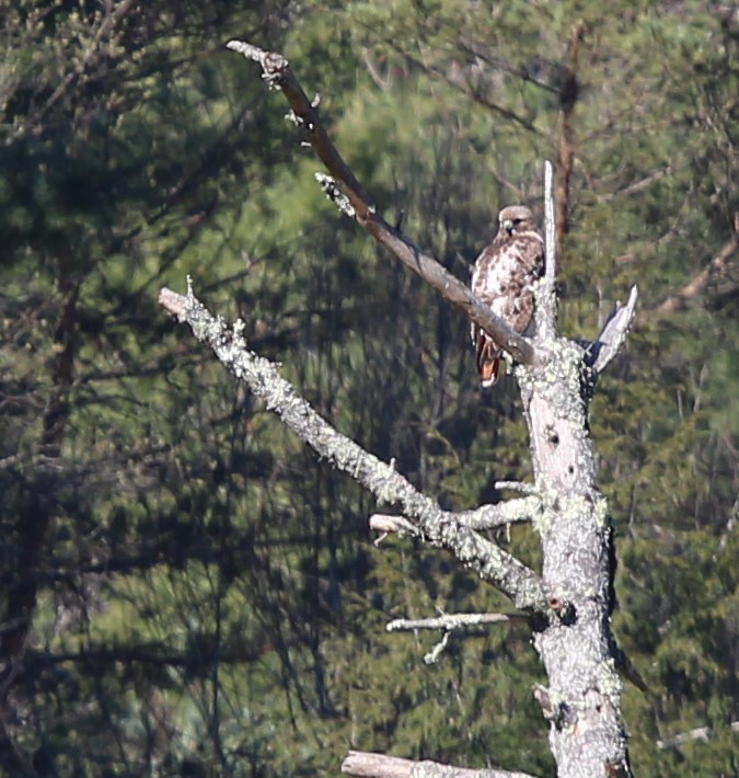 Red-tailed Hawk - ML617830998