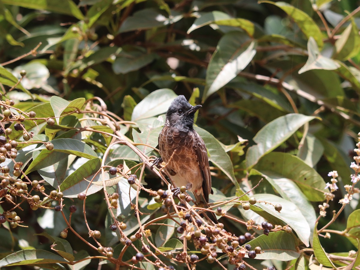 Red-vented Bulbul - ML617831006