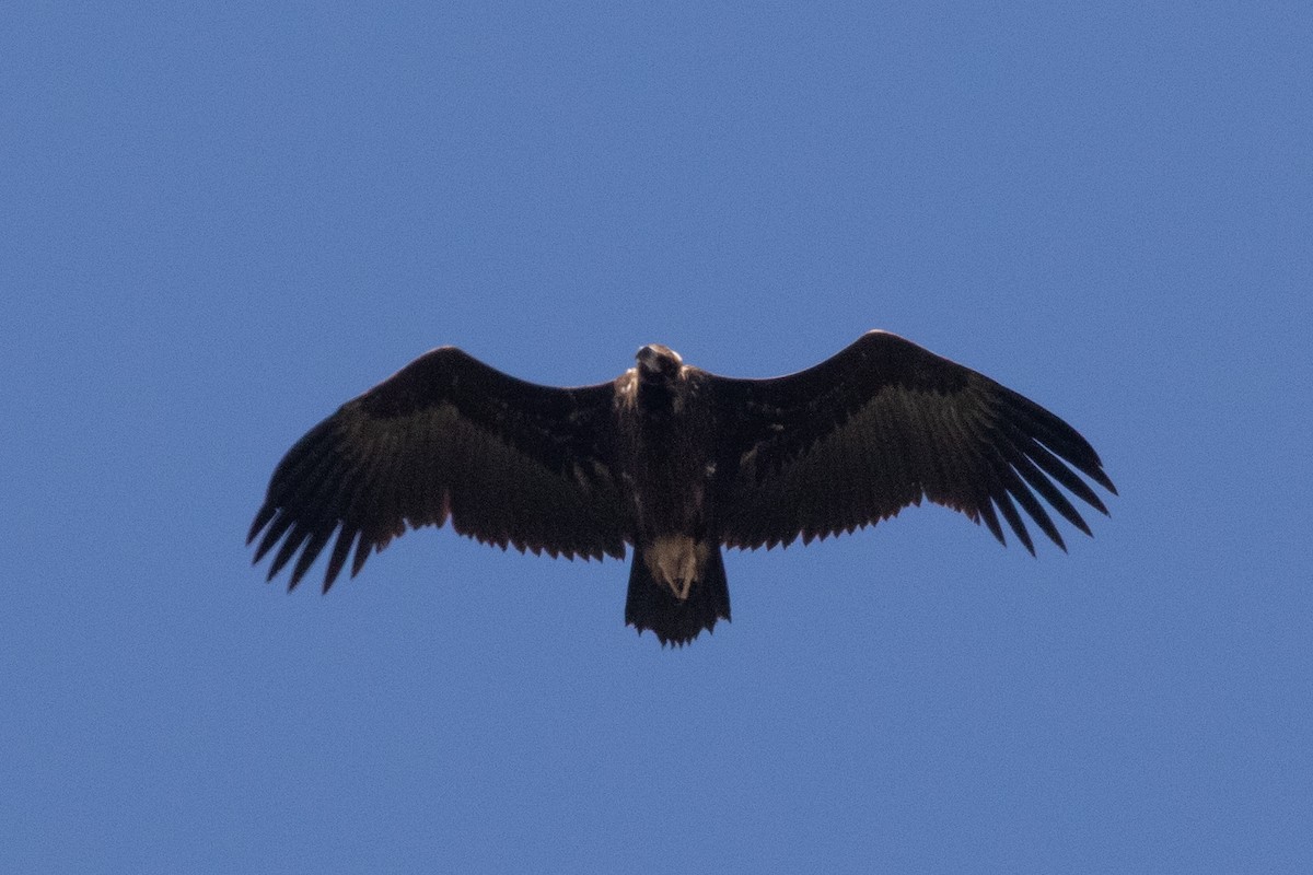 Cinereous Vulture - ML617831018
