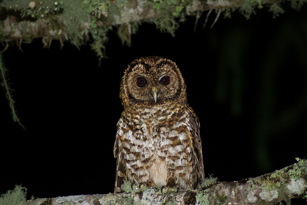 Rusty-barred Owl - Guilherme Thielen