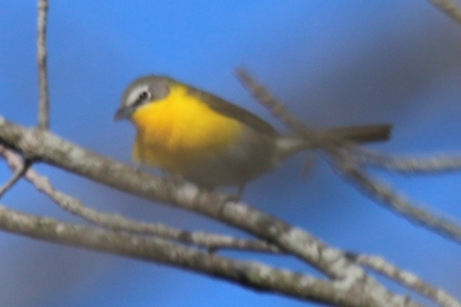 Yellow-breasted Chat - ML617831187