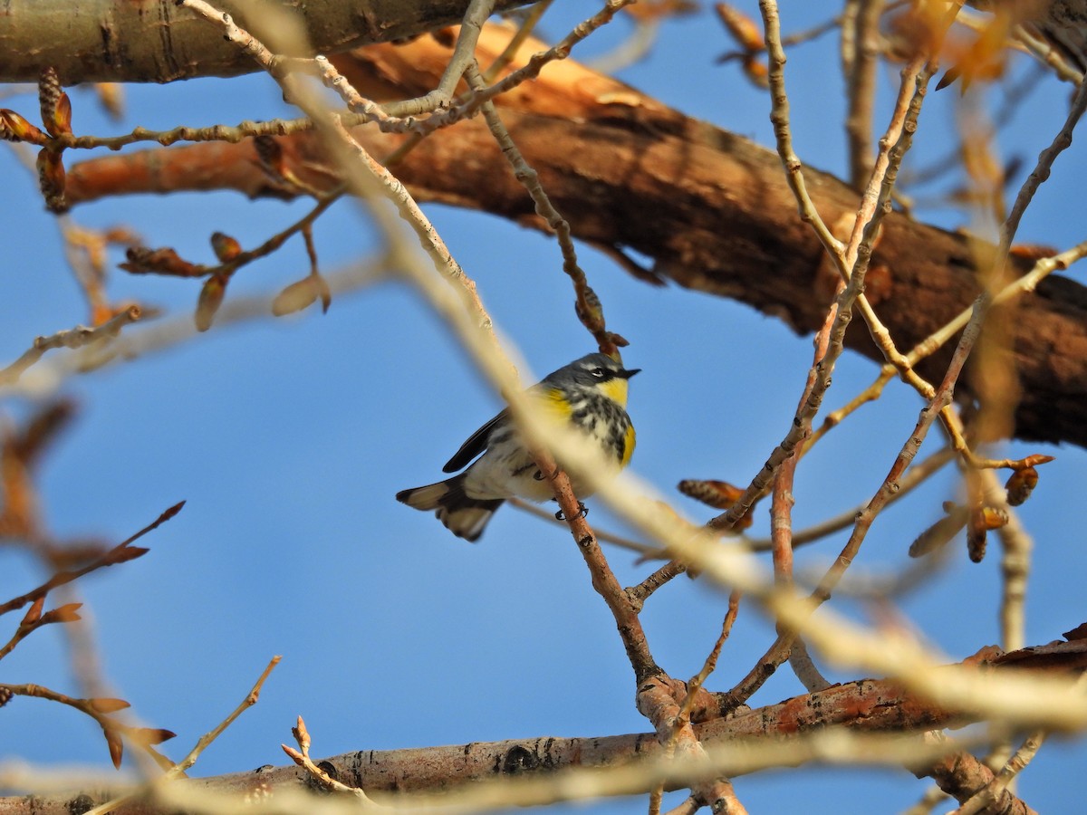 Yellow-rumped Warbler (Myrtle x Audubon's) - ML617831231