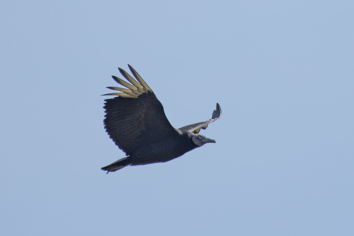 Black Vulture - ML617831259