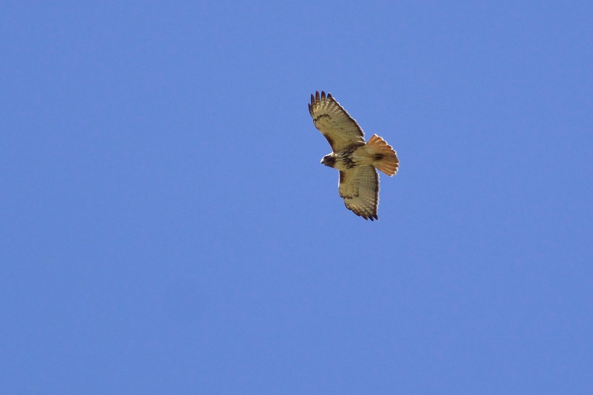Red-tailed Hawk (abieticola) - ML617831300