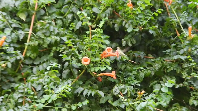 Рубиновогорлый колибри - ML617831323