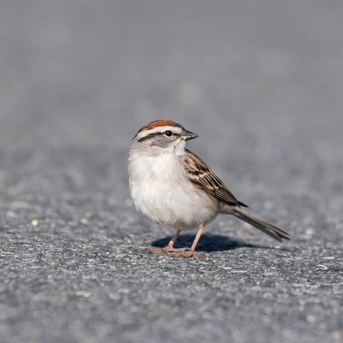 Chipping Sparrow - Lynn Gregg