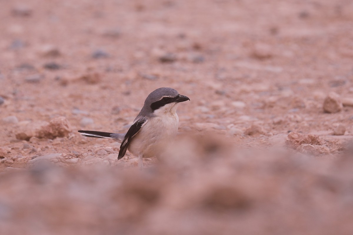 Great Gray Shrike (Sahara) - ML617831368