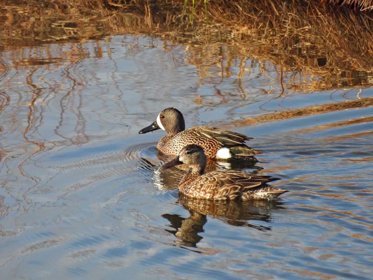 Blue-winged Teal - ML617831385