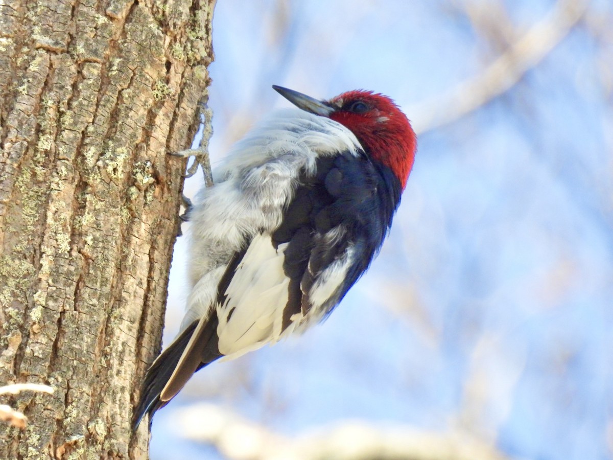 Red-headed Woodpecker - ML617831500