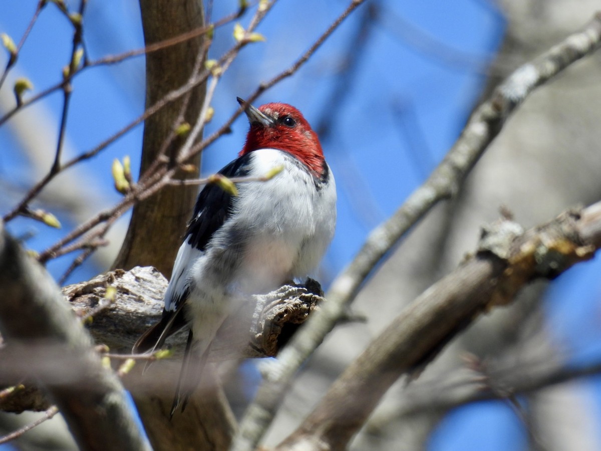 Red-headed Woodpecker - ML617831501