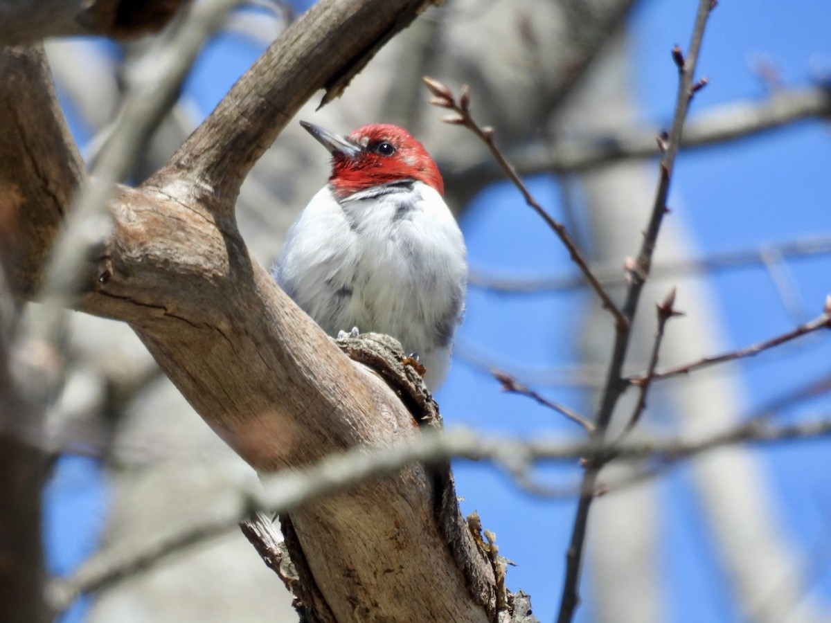 Red-headed Woodpecker - ML617831502