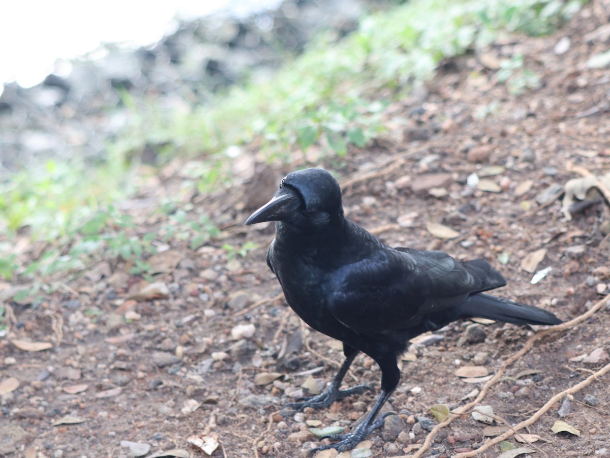 Large-billed Crow - ML617831514
