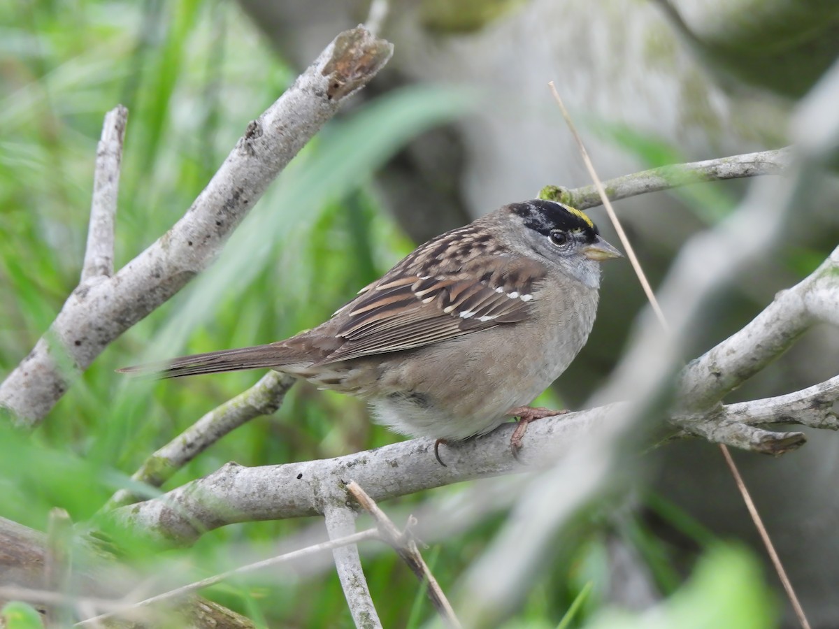 Golden-crowned Sparrow - Zac Denning