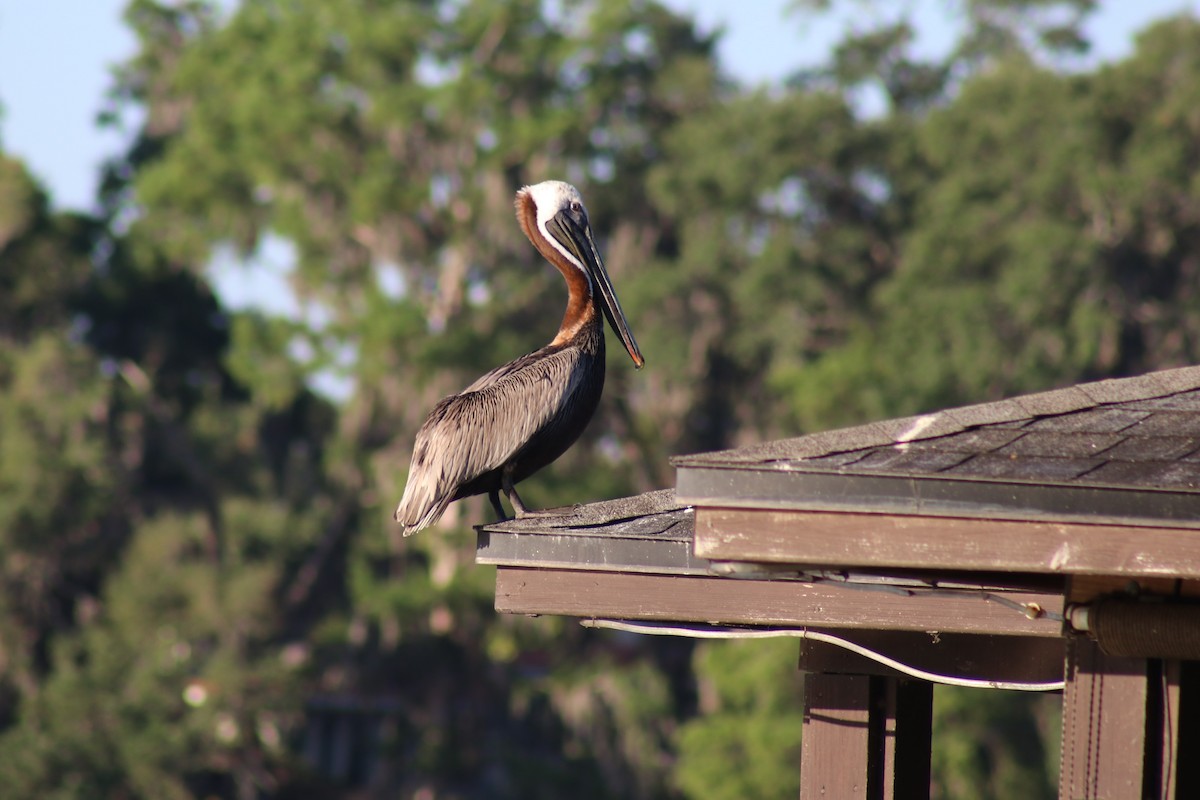eBird Checklist 23 Apr 2024 Mead Botanical Gardens 40 species