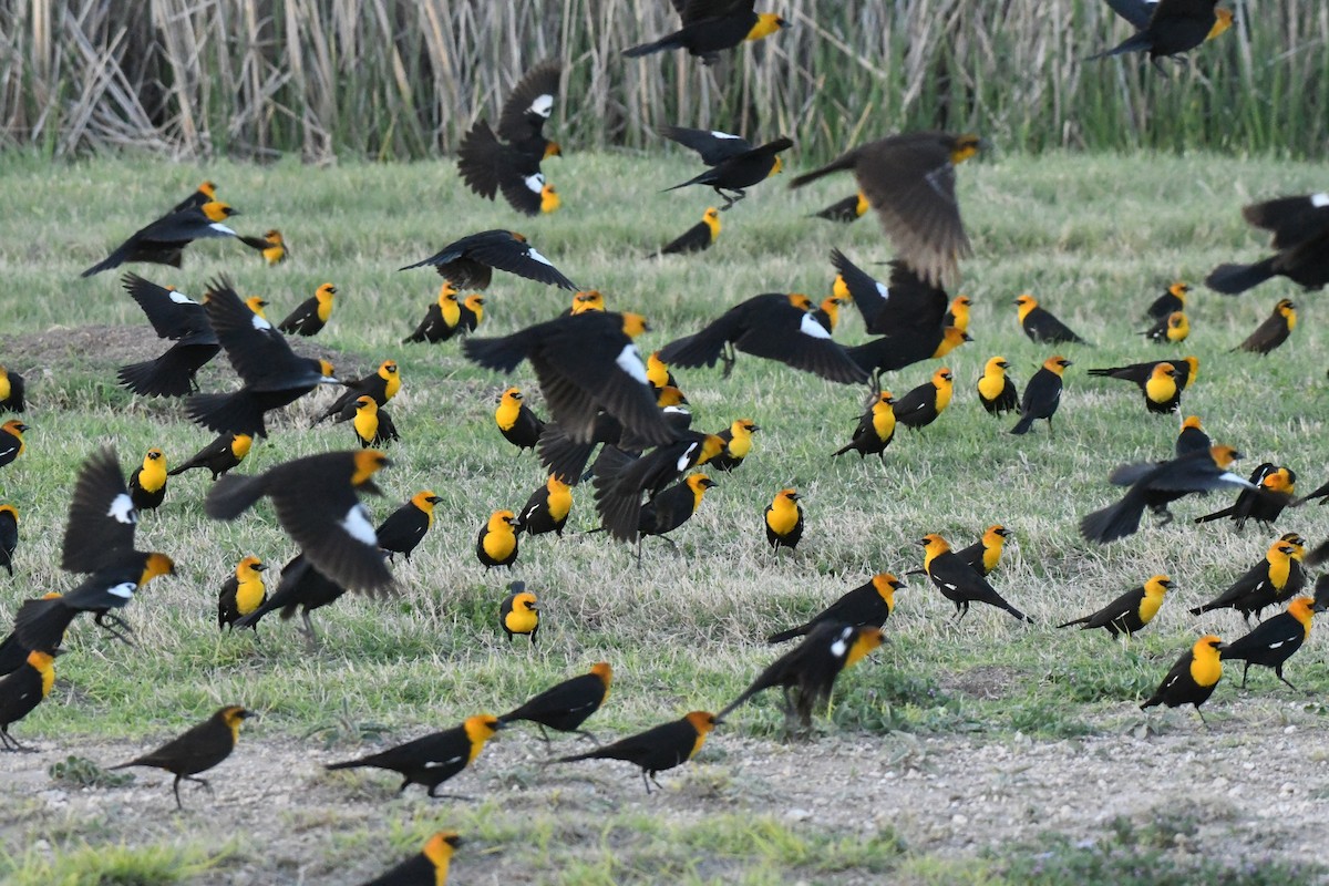 Yellow-headed Blackbird - Joe Girgente