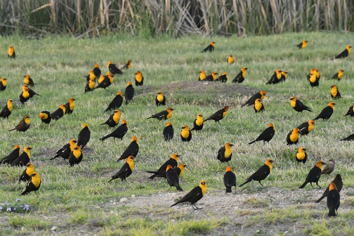 Yellow-headed Blackbird - ML617831613