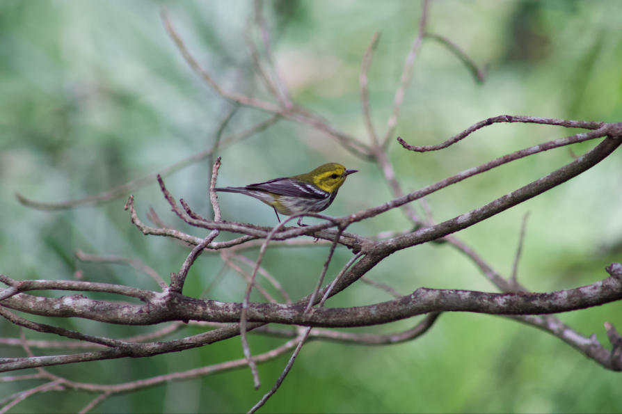 Black-throated Green Warbler - Carolina Can
