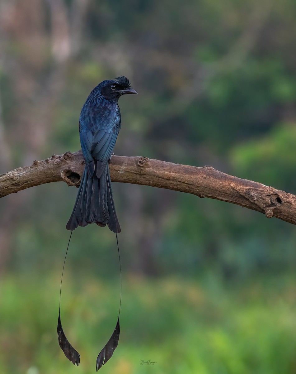 Greater Racket-tailed Drongo - ML617831651