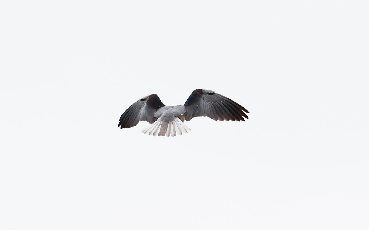 Black-winged Kite - ML617831660