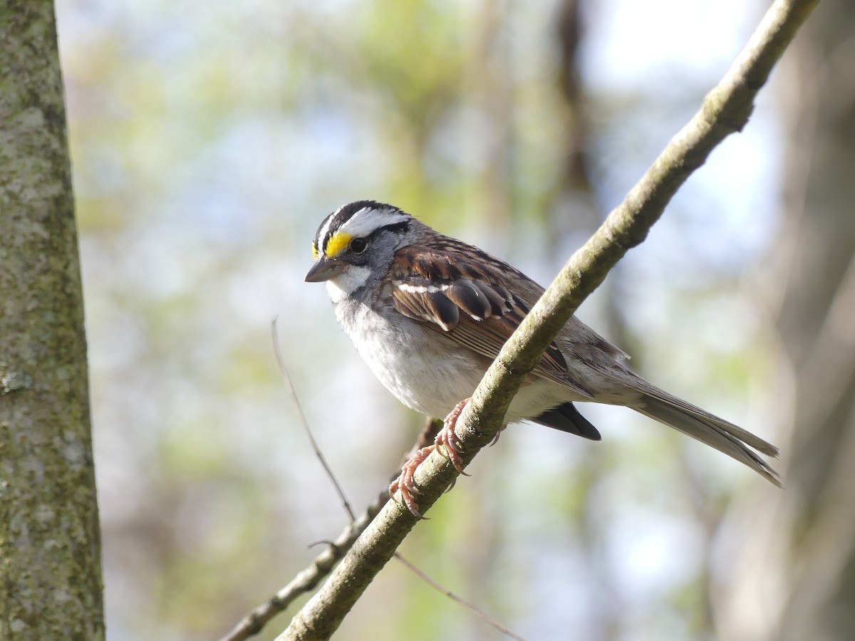 White-throated Sparrow - ML617831701