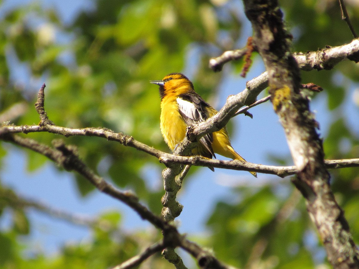 Ebird Checklist - 23 Apr 2024 - Frenchman's Bar Regional Park - 52 Species