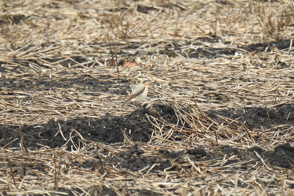 Northern Wheatear - Peter Hines