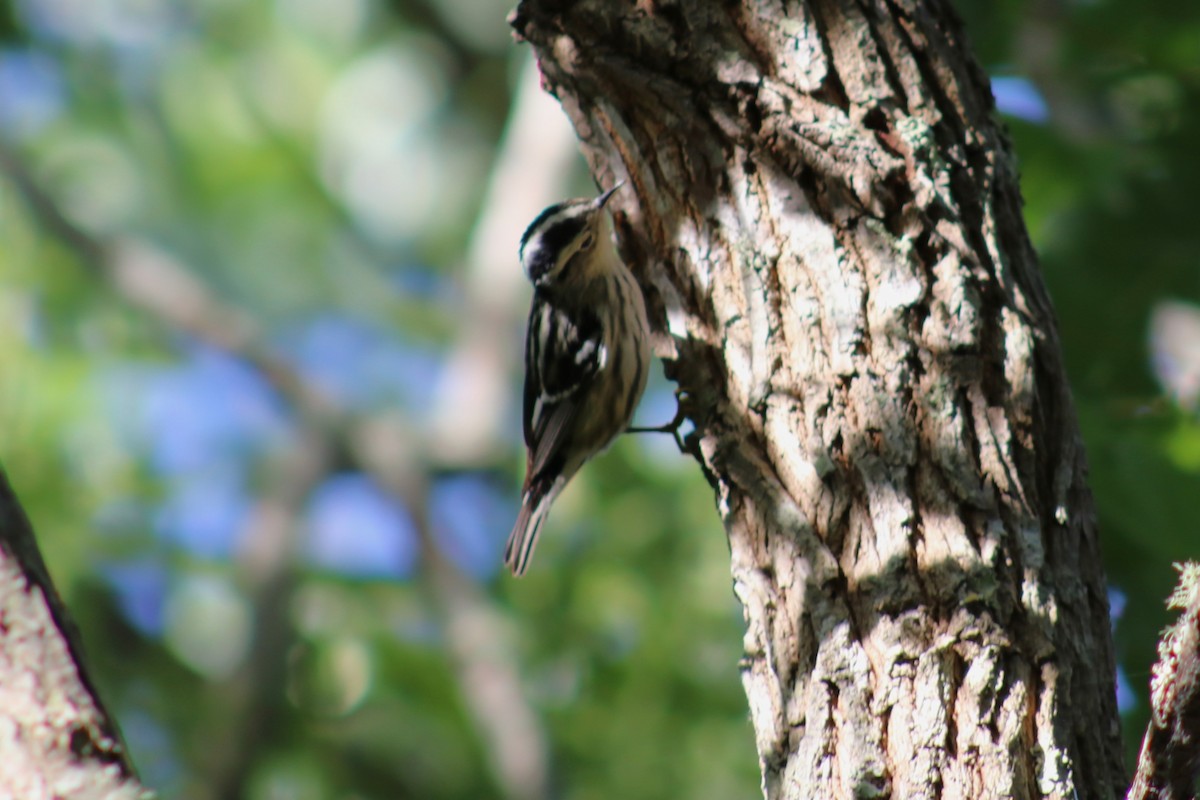 Black-and-white Warbler - ML617831804