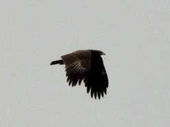 Greater Spotted Eagle - Monika Czupryna
