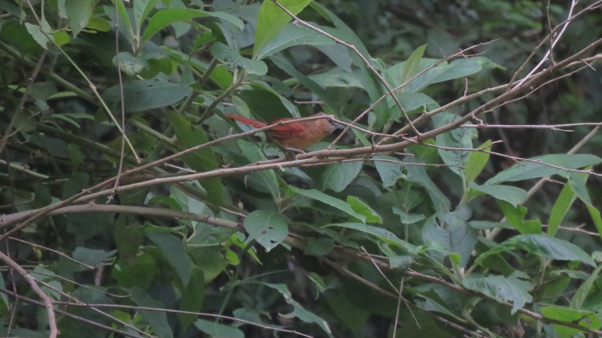 Sooty-fronted Spinetail - Romer Salvador Miserendino Salazar