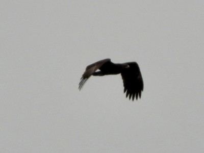 Greater Spotted Eagle - ML617831841