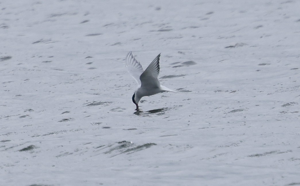 Arctic Tern - Ashley Banwell