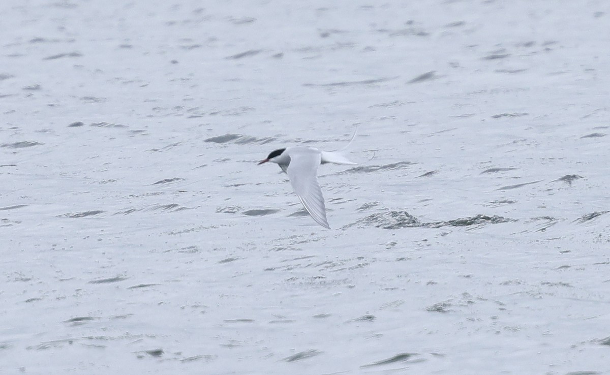 Arctic Tern - ML617831950