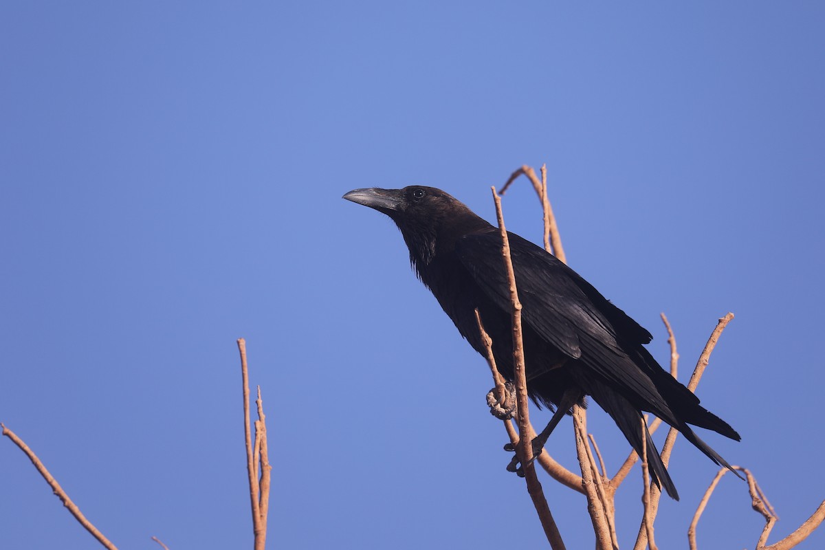 Brown-necked Raven - ML617831961