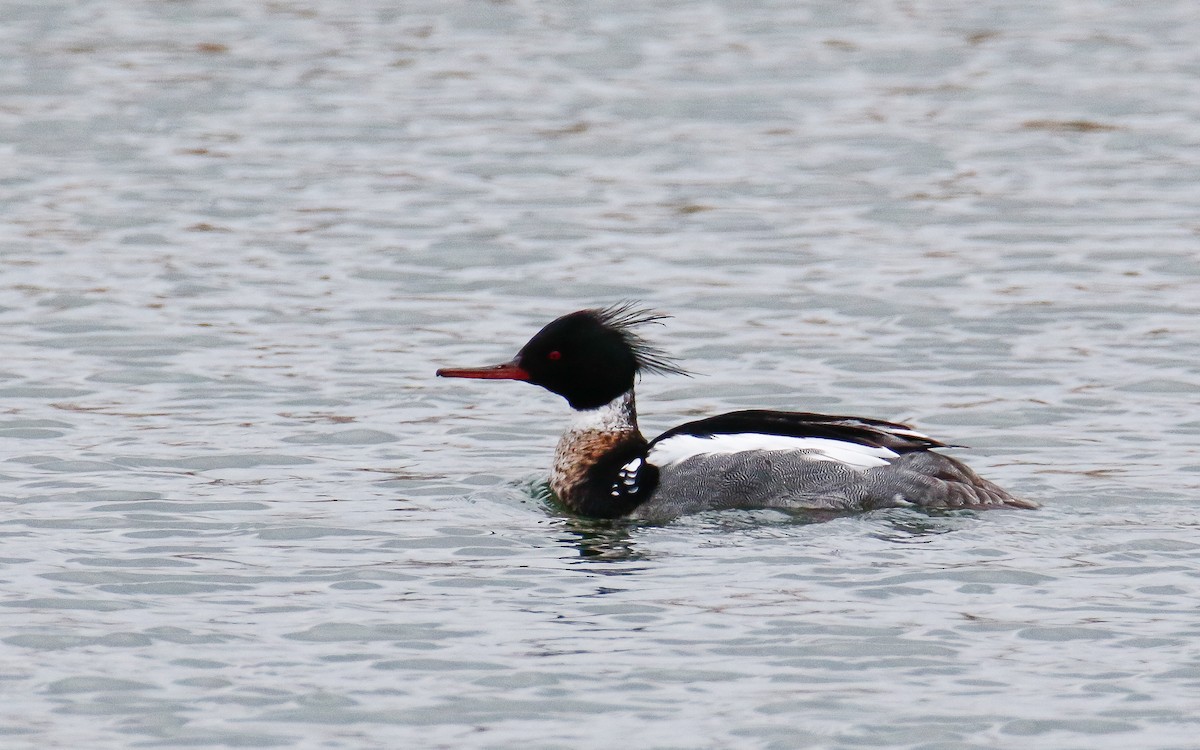 Red-breasted Merganser - Uku Paal