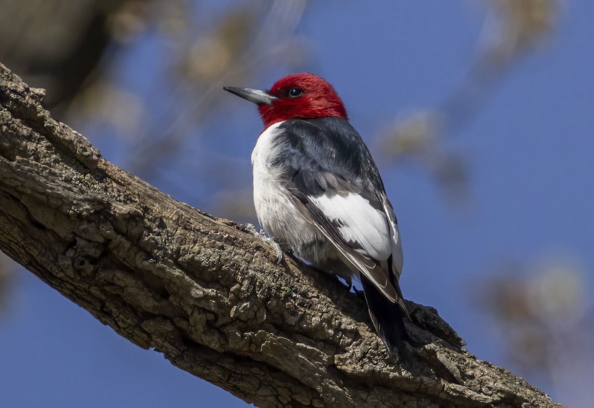 Red-headed Woodpecker - ML617832076