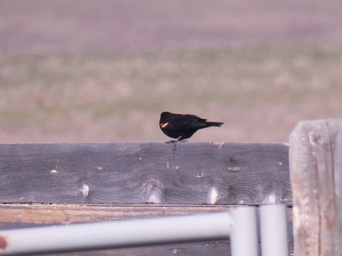 Red-winged Blackbird - ML617832084