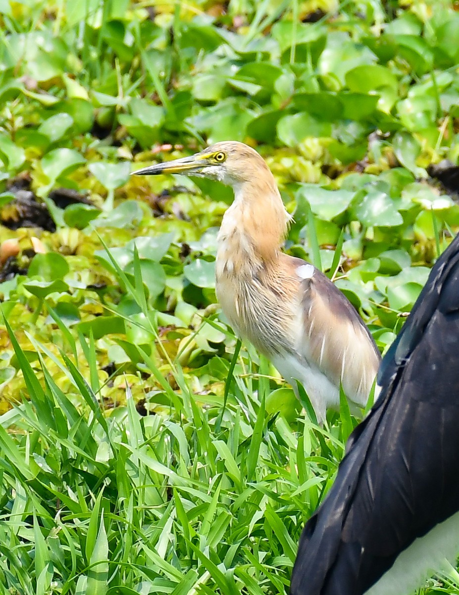 Indian Pond-Heron - Anuj Saikia