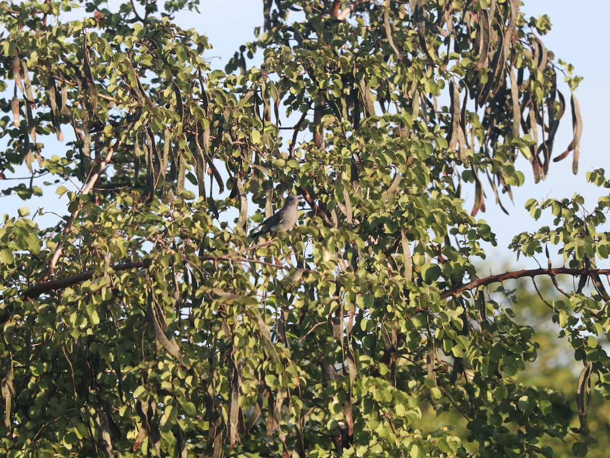 Gray-bellied Cuckoo - ML617832138