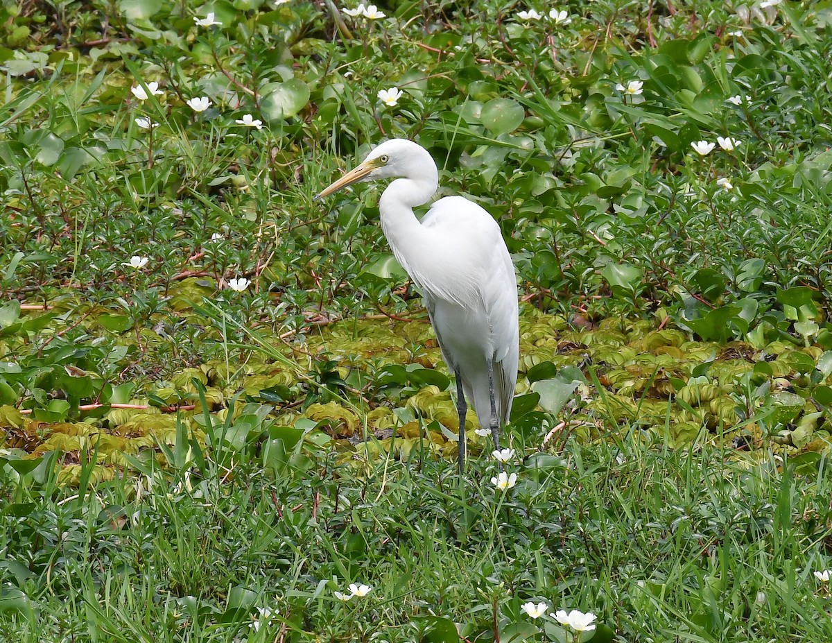 Great Egret - ML617832150