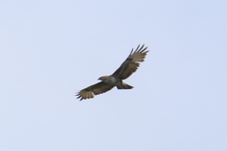 Common Buzzard - Kuang-Ping Yu