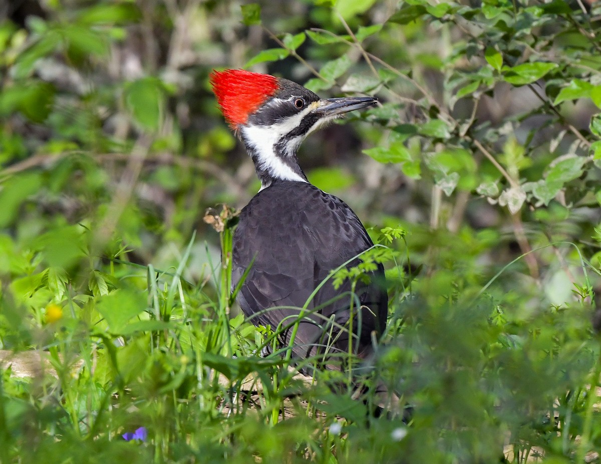 Pileated Woodpecker - ML617832209