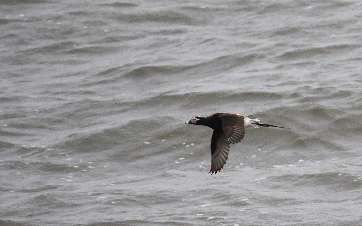 Long-tailed Duck - ML617832221